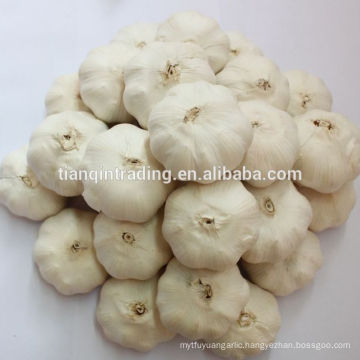 pure white garlic for Saudi Arabia